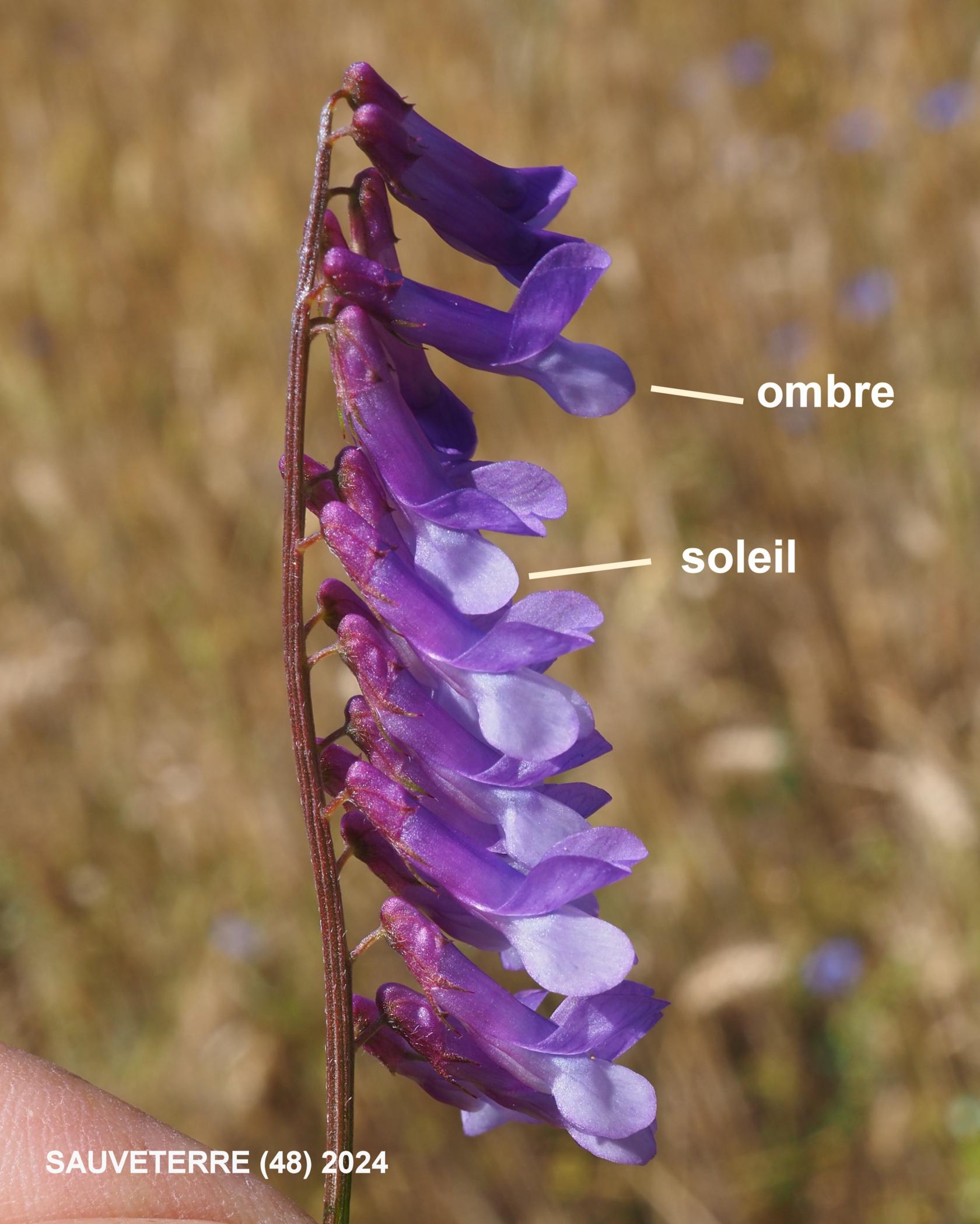 Vetch, (Wooly fruited)